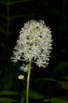 White baneberry <BR>Doll's eyes